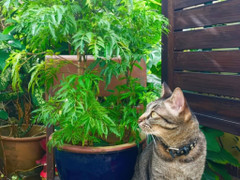 Cây đinh lăng hợp mệnh nào nhất?