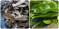 Uống nước lá vối khô tốt hơn hay tươi tốt hơn?