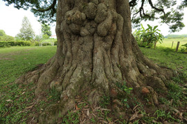 Cây trôi 800 tuổi ở Hà Tĩnh có khả năng dự báo mùa màng 