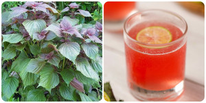 Những người nào không nên uống nước tía tô?