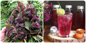 Mỗi ngày nên uống bao nhiêu nước lá tía tô?