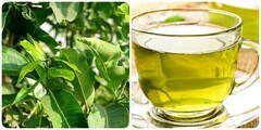 Lá vối đun nước uống có tác dụng gì?