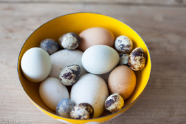 Trứng vịt, trứng cút và trứng ngỗng, loại nào bổ dưỡng hơn?