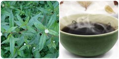 Tác dụng của cây cỏ mực với sức khoẻ