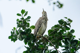 Khám phá 'đảo cò' giữa lòng hồ Trúc Bạch