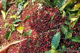 Giá cà phê hôm nay 20/10: Cà phê trong nước và thế giới đồng loạt tăng nhẹ