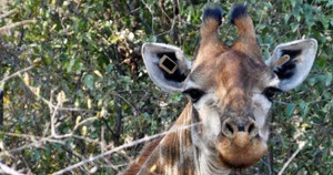 Vườn quốc gia gây bất ngờ với thiết bị lạ gắn trên tai động vật hoang dã