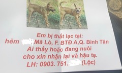 Lên mạng đăng tin tìm vật nuôi, bất ngờ thành 'con mồi' của những kẻ lừa đảo