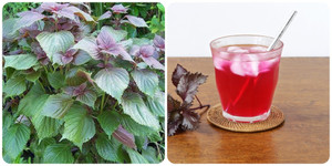 Điều gì sẽ xảy ra nếu bạn uống nước lá tía tô mỗi ngày?