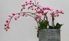 Lan hồ điệp chơi xong đừng bỏ, áp dụng 4 mẹo này để hoa nở không ngừng