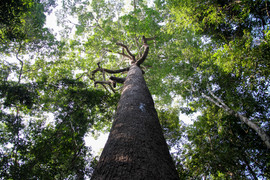 Vườn Quốc gia Lò Gò - Xa Mát, 'lá phổi xanh' của Tây Ninh