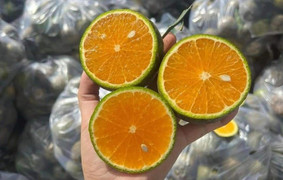 Cam sành rớt giá thảm chỉ còn 2.000 đồng/kg, nông dân gánh lỗ trăm triệu đồng