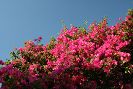 Cây hoa giấy hợp mệnh nào nhất?