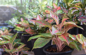 Cây phú quý hợp mệnh nào, tuổi nào?