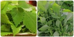 Các bài thuốc chữa bệnh từ rau kinh giới
