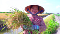 Phát triển 1 triệu héc-ta chuyên canh lúa, góp phần giảm phát thải khí nhà kính