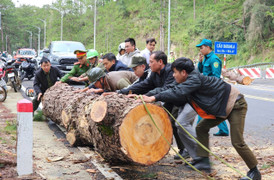 Thông cổ thụ ngã đổ, chắn ngang đèo Prenn Đà Lạt