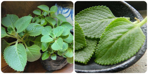 Cách sử dụng lá húng chanh tốt cho sức khoẻ