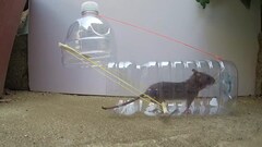 Tự chế bẫy bắt chuột bằng chai nhựa
