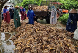 Sau đêm lũ, đàn gà 6.000 con chỉ còn vài con thoi thóp