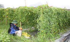 Quỹ Hỗ trợ phát triển HTX, động lực phát triển Kinh tế tập thể ở Hoà Bình
