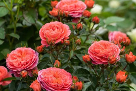 Cách cắt tỉa cây hoa hồng để một cành sinh nhiều nụ, bông to rực rỡ