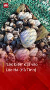 Hàng tấn 'lộc biển' dạt vào vùng biển huyện Lộc Hà (Hà Tĩnh)
