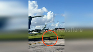 Cá sấu khổng lồ lang thang trên đường băng sân bay ở Mỹ