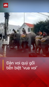 Xúc động khoảnh khắc đàn voi quỳ gối tiễn biệt 'vua voi' Tây Nguyên
