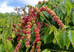 Giá cà phê hôm nay 3/11: Thế giới và trong nước cùng giảm