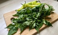 Loại lá mọc đầy vườn không ai hái lại là kho canxi, tốt cho gan