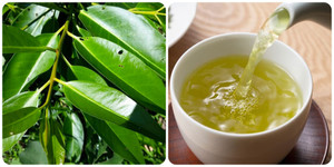 Uống nước lá vối mỗi ngày có tác dụng gì?