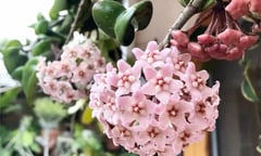 Trồng lan cẩm cù nhớ 4 mẹo này để hoa nở liên tục, phủ kín ban công