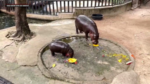 Hài hước hà mã Moo Deng Thái Lan 'dự đoán' ông Trump tái đắc cử