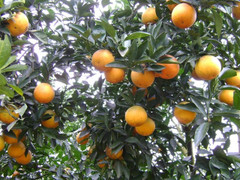 Mẹo nhận biết cam Vinh chuẩn