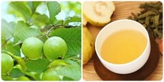 Bài thuốc chữa bệnh thường gặp từ lá ổi