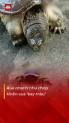 Rùa tấn công nhanh như chớp khiến cua biến mất trong nháy mắt