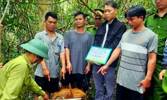 Bắt nhân viên bảo vệ rừng cấu kết với lâm tặc đốn hạ gỗ quý ở Lâm Đồng