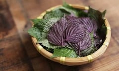 Hai bài thuốc từ lá tía tô nấu với gừng ai cũng cần biết