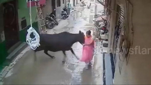 Người phụ nữ bình tĩnh ứng phó khi bị bò 'điên' tấn công giữa đường phố