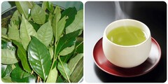 Uống nước chè xanh mỗi ngày có tác dụng gì?