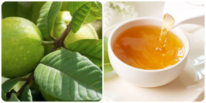 Lá ổi có lợi ích gì đối với sức khoẻ?