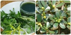 5 loại rau mọc dại được lương y dùng làm thuốc