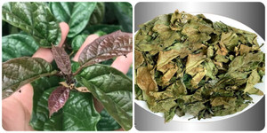 Uống nước xạ đen mỗi ngày có tốt?