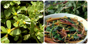 Một số bài thuốc chữa bệnh từ rau sam