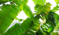 Lợi ích không ngờ từ lá chuối