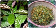 Quả xạ đen có uống được?