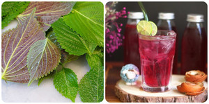 Uống nước lá tía tô cần lưu ý gì?