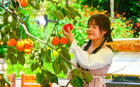 Mê mẩn mùa hồng chín rộ ở xứ sở sương mù Đà Lạt