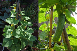 Cách trồng dưa chuột ở ban công chưa đầy 2 tháng đã thu hoạch